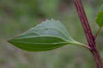 Groovestem Indian plantain